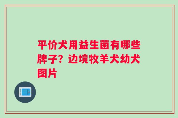 平价犬用益生菌有哪些牌子？边境牧羊犬幼犬图片