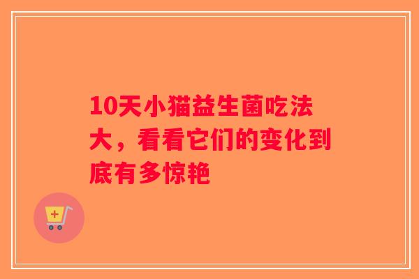 10天小猫益生菌吃法大，看看它们的变化到底有多惊艳