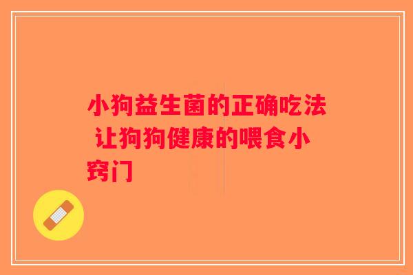 小狗益生菌的正确吃法 让狗狗健康的喂食小窍门